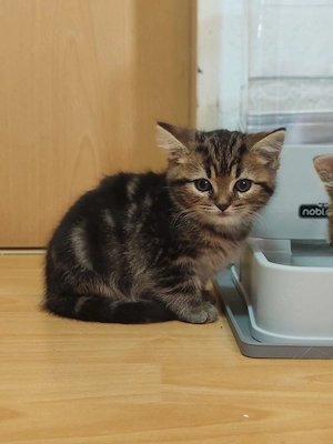 Reinrassig BKH Kitten