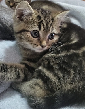Reinrassig BKH Kitten
