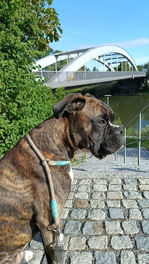 Boxer Deckrüde 