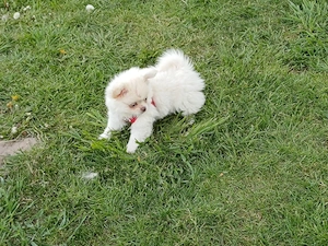 Zuckersüße Pomchi Hündin, Welpe