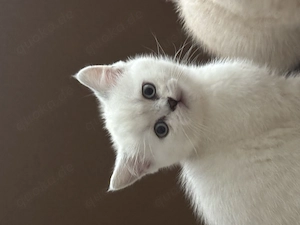 Flauschiges BKH kitten 