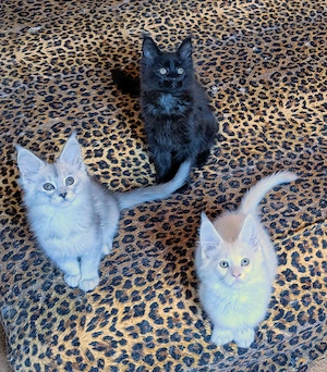 Maine Coon Babys mit Stammbaum 