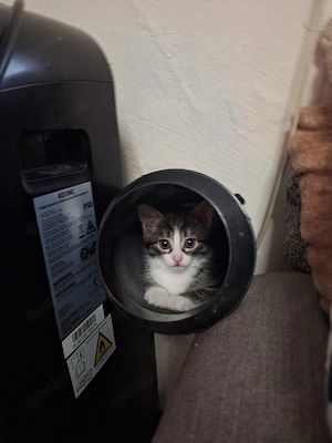 8 wochen alte Babykatzen 