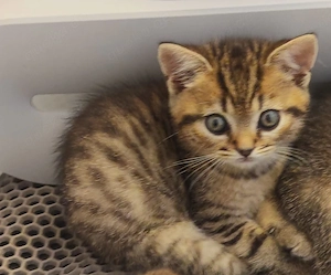 Reinrassige BKH kitten 