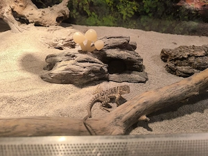 Halsbandleguan Pärchen anzubieten 