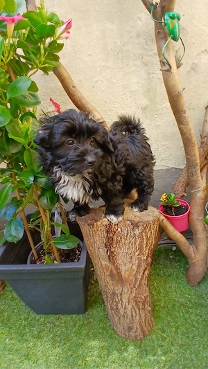 toypudel x papillion 