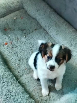 4 Süße Mischling-Papillion - Welpen abzugeben: