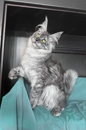 Eine liebe Maine-Coon-Katze (7 Monate alt) sucht ein liebevolles neues Zuhause. Black Smoke. Bild 2