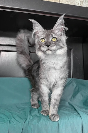 Eine liebe Maine-Coon-Katze (7 Monate alt) sucht ein liebevolles neues Zuhause. Black Smoke. Bild 3