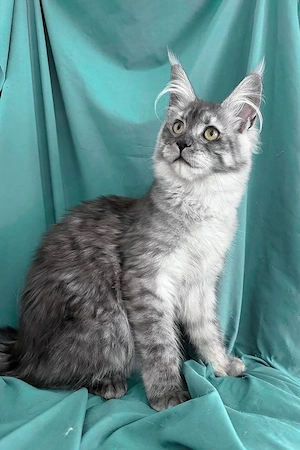 Eine liebe Maine-Coon-Katze (7 Monate alt) sucht ein liebevolles neues Zuhause. Black Smoke.