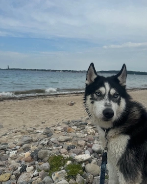 Husky zu verkaufen 