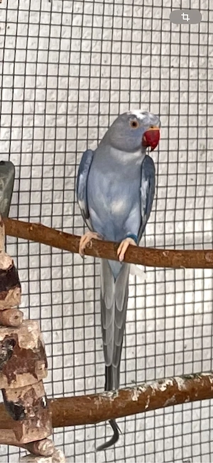 Suche Halsbandsittich Zuchtpaar
