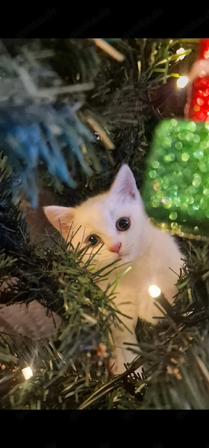 BKH zuckersüß kitten