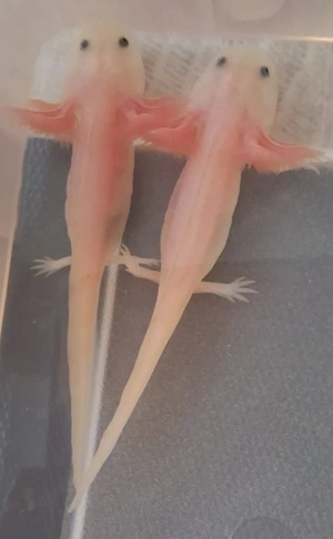 Axolotl Weißlinge mit Spotts im Gesicht 