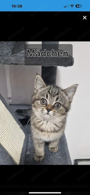 Baby katze jung & Mädchen 