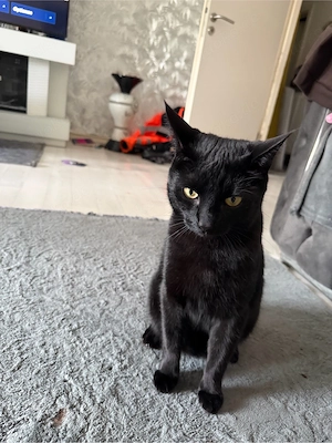 katze zu verkaufen 2 jahre alt 