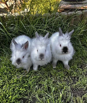 Wunderschöne Löwenköpfchen-Babys