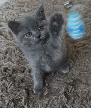 British Shorthair Kitten