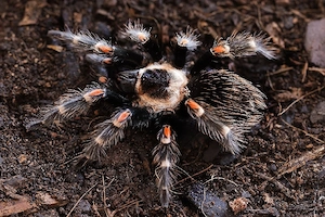 brachypelma auratum 