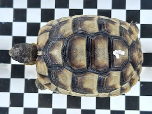 Sehr schöne Breitrandschildkröten ein- und zweijährige Tiere.  Bild 5