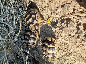 Sehr schöne Breitrandschildkröten ein- und zweijährige Tiere.  Bild 6