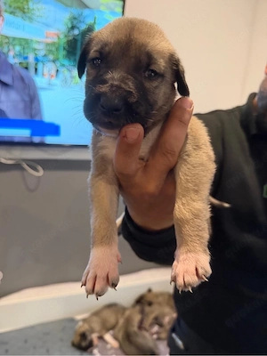 Kangal Welpen 2 Rüden 2 weibchen 
