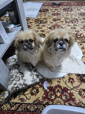 Dunja  und Linu  sucht neues Familie 