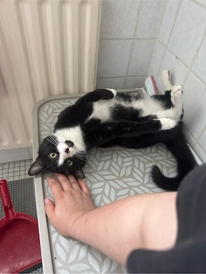 kater abzugeben schnellstens 