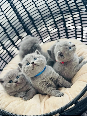 Britisch Kurzhaar Kitten zu verkaufen 