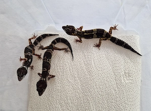Leopardgecko Black Night   MS  0.1 Weibchen NZ 09 und 10 2025