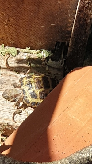 Nehme Landschildkröten auf