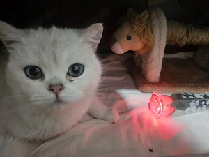 hübsche weibliche katze