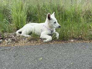 Welpen schweißer Schäferhunde