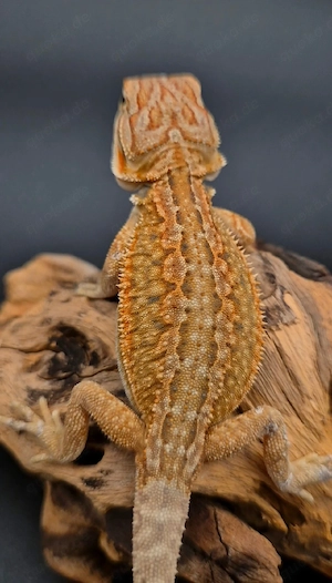 hypo dunner leatherback g stripe het trans het zero bock