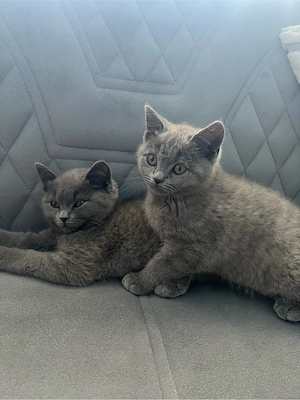 BKH Katzenbaby
