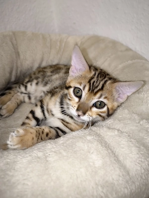 Reinrassige Bengal Spotted Tabby Bengalkitten Bengal Kitten