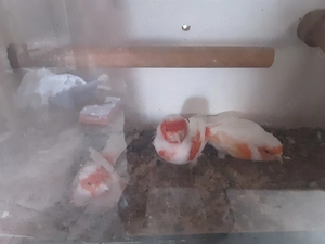 Kanarienvögel in verschiedenen Farben 