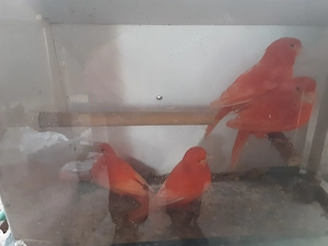 Rote Kanarienvögel 
