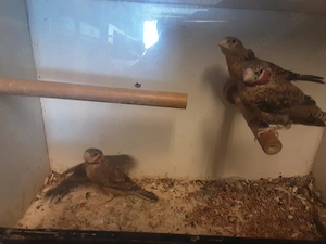 Rotgebänderte Bandfinken 