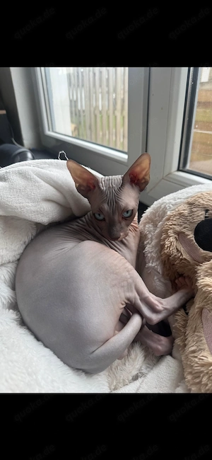Sphynx deckkater keine verkauf