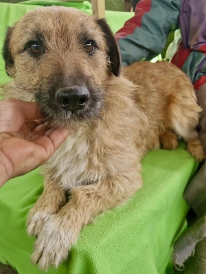 Verschmuster Elvis sucht sein Glück Bild 6