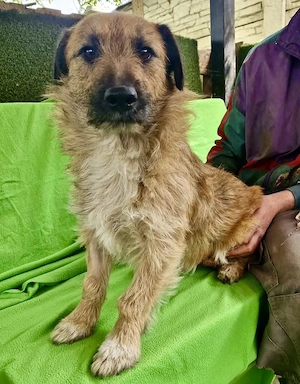 Verschmuster Elvis sucht sein Glück Bild 2
