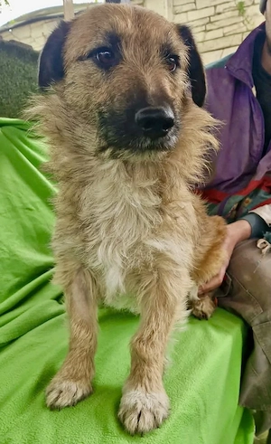 Verschmuster Elvis sucht sein Glück Bild 4