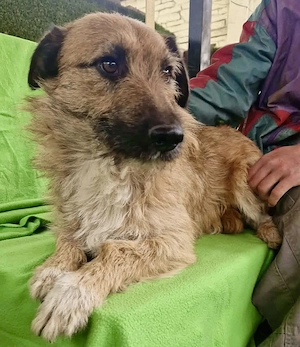 Verschmuster Elvis sucht sein Glück Bild 7