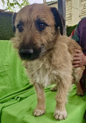 Verschmuster Elvis sucht sein Glück Bild 8