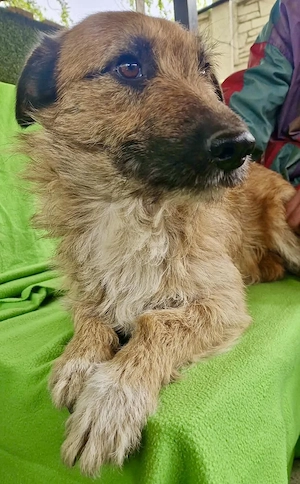 Verschmuster Elvis sucht sein Glück Bild 10
