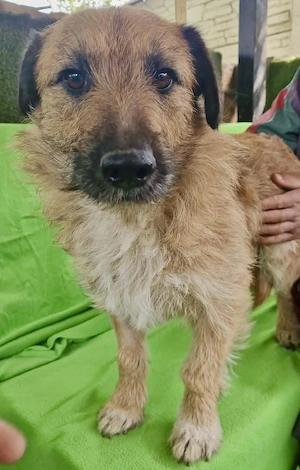 Verschmuster Elvis sucht sein Glück