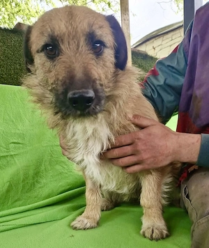 Verschmuster Elvis sucht sein Glück Bild 9