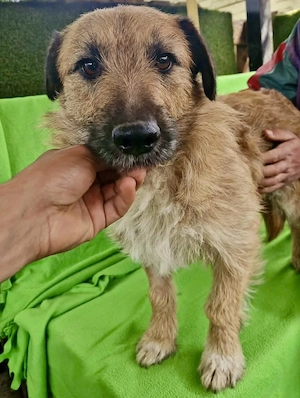 Verschmuster Elvis sucht sein Glück Bild 5
