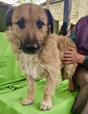 Verschmuster Elvis sucht sein Glück Bild 3